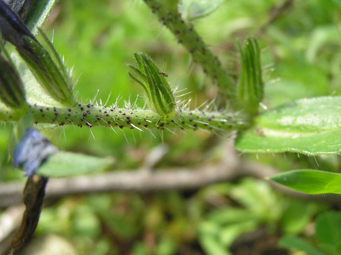 Echium plantagineum / Viperina plantaginea